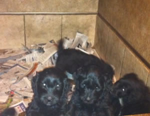 Fleecy & Puppies November 11, 2010